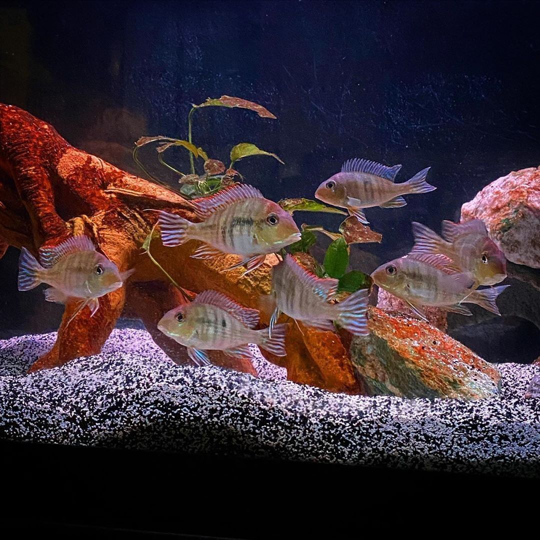 Geophagus Red Head Tapajos (7-8 Cms) Single