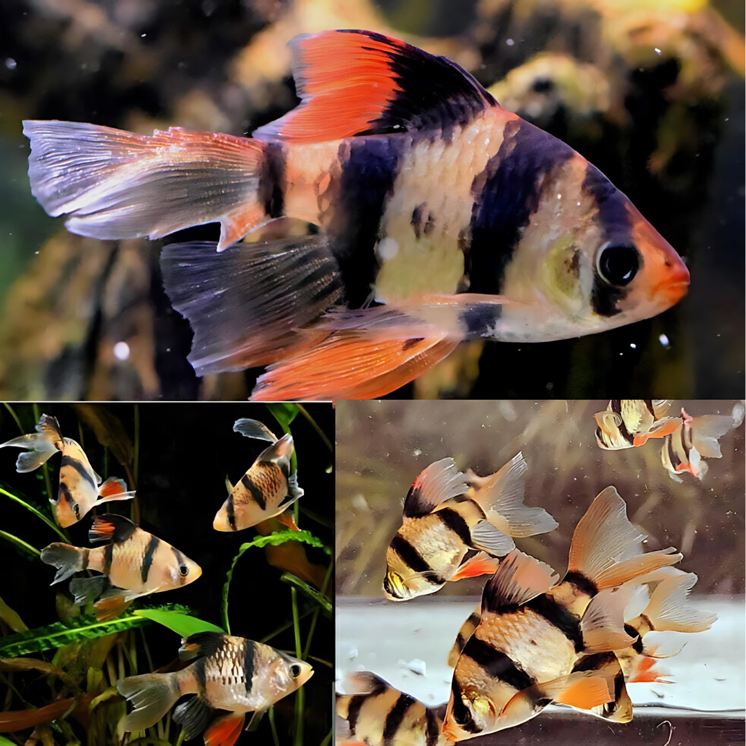 Tiger Barb Veil tail | Single