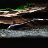 Ghost Knifefish (7-8 Cms) | Single