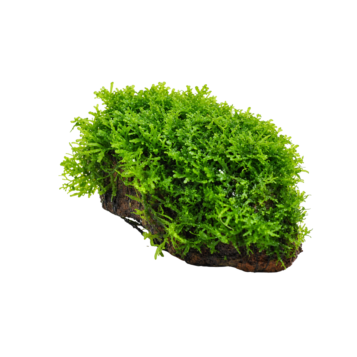 Sreepadma A55 Riccardia Chamedryfolia | TC Live plants