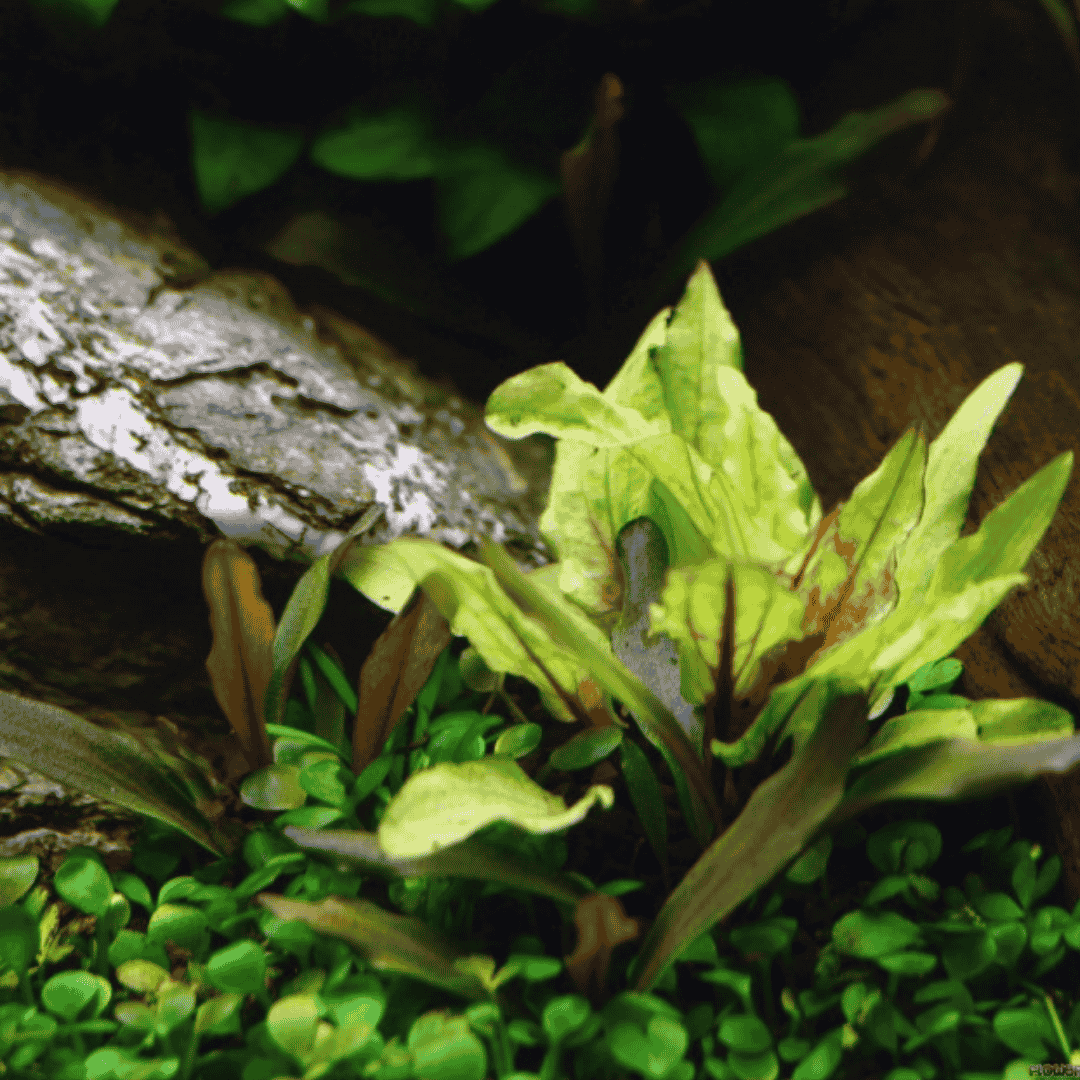 Sreepadma D77 Cryptcoryne Wendetii Gecko | TC Live Plant