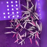 Sreepadma D82 Cryptocoryne Spiralis Jwala | TC Live Plant