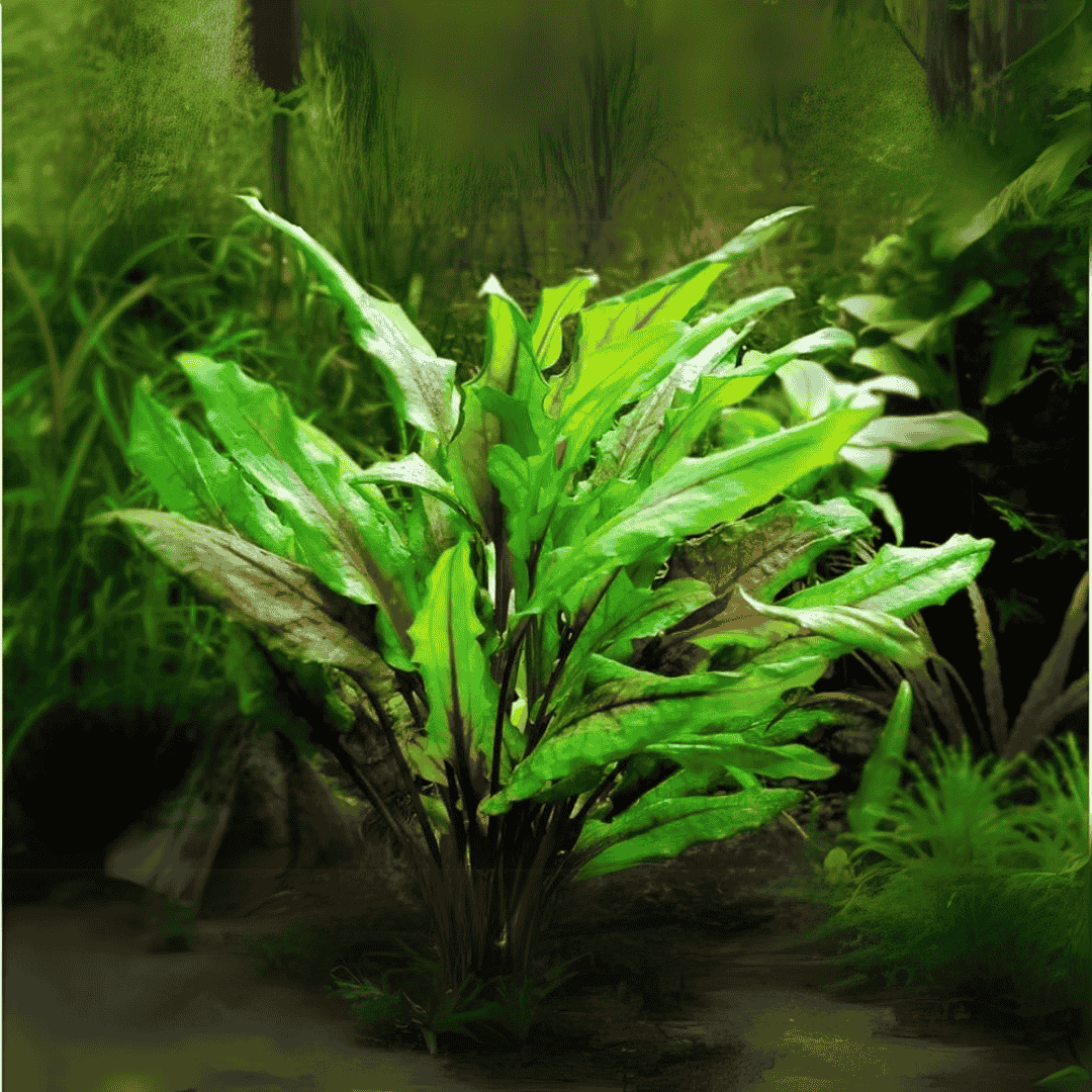 ADA IC092 Cryptcoryne Wendetii Green | TC Live Plant