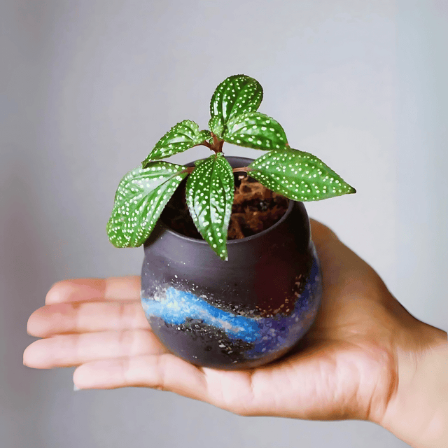 ADA LC130 Sonerila Mamei | Pot Live Plant – cloningaquapets ADA LC130 Sonerila Mamei | Pot Live Plant – cloningaquapets