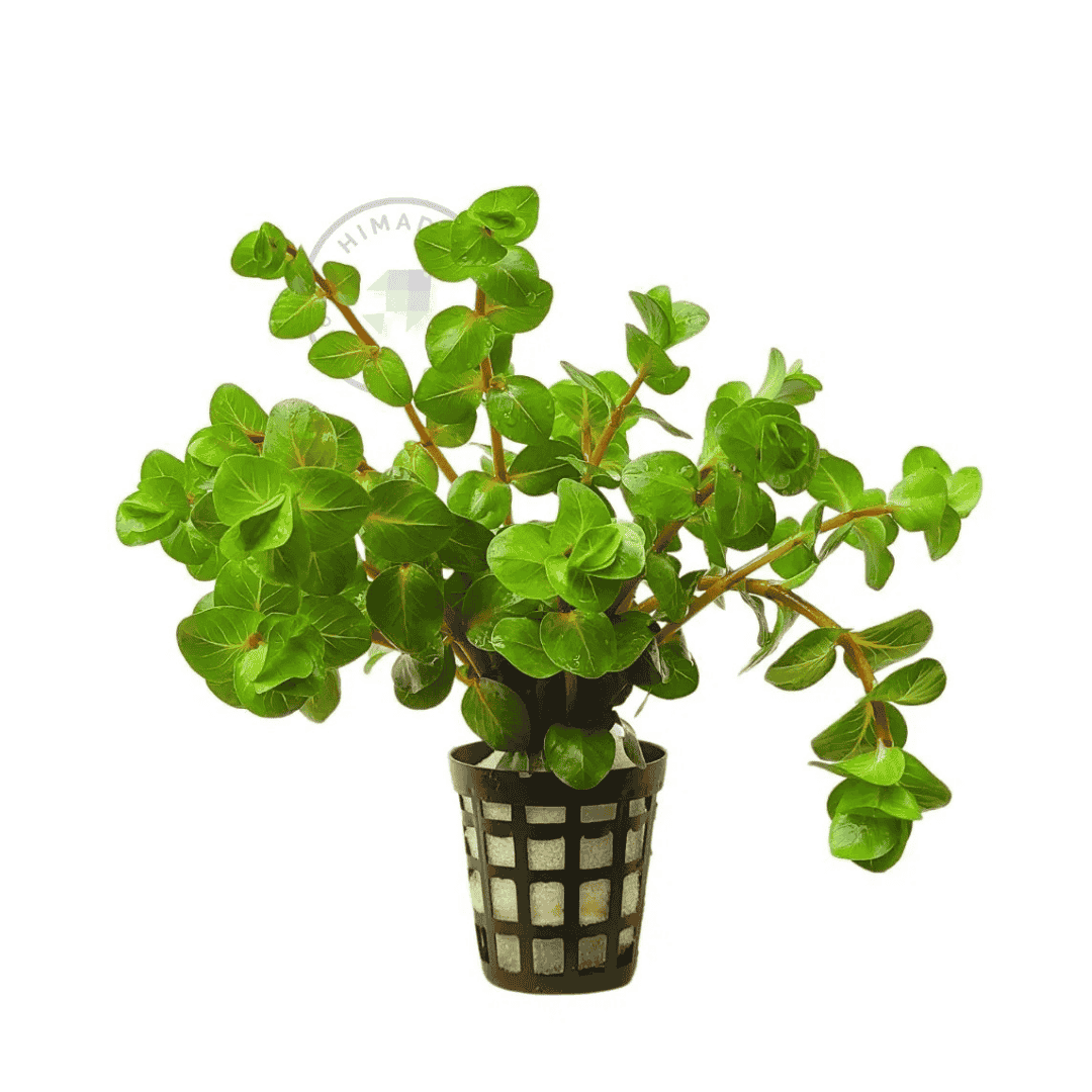 Sreepadma C100 Rotala sp. Big Bear | TC Live Plant