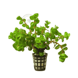 Sreepadma C100 Rotala sp. Big Bear | TC Live Plant