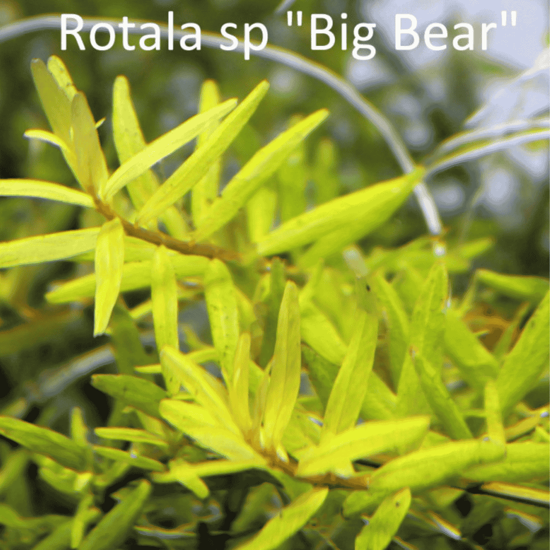 Sreepadma C100 Rotala sp. Big Bear | TC Live Plant