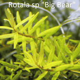 Sreepadma C100 Rotala sp. Big Bear | TC Live Plant