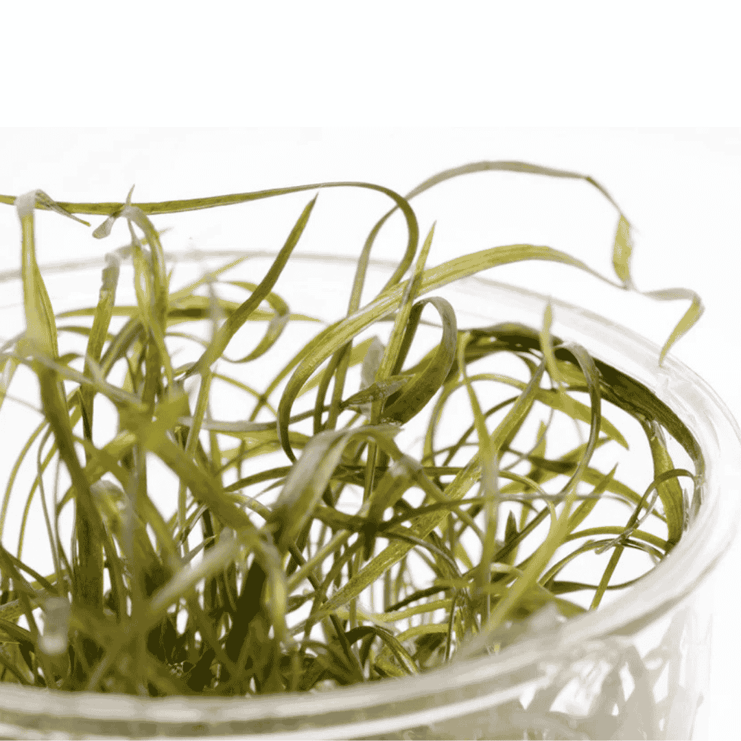 ADA IC095 ಕ್ರಿಪ್ಟೋಕೊರಿನ್ ವೆಂಡೆಟೈ "ಟ್ರೋಪಿಕಾ" TC | ಅಕ್ವೇರಿಯಂ ಲೈವ್ ಪ್ಲಾಂಟ್