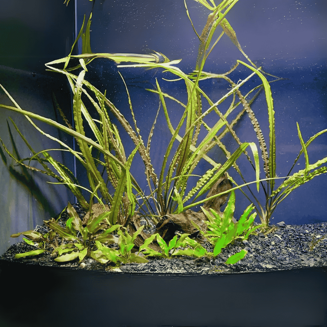 ADA IC095 ಕ್ರಿಪ್ಟೋಕೊರಿನ್ ವೆಂಡೆಟೈ "ಟ್ರೋಪಿಕಾ" TC | ಅಕ್ವೇರಿಯಂ ಲೈವ್ ಪ್ಲಾಂಟ್