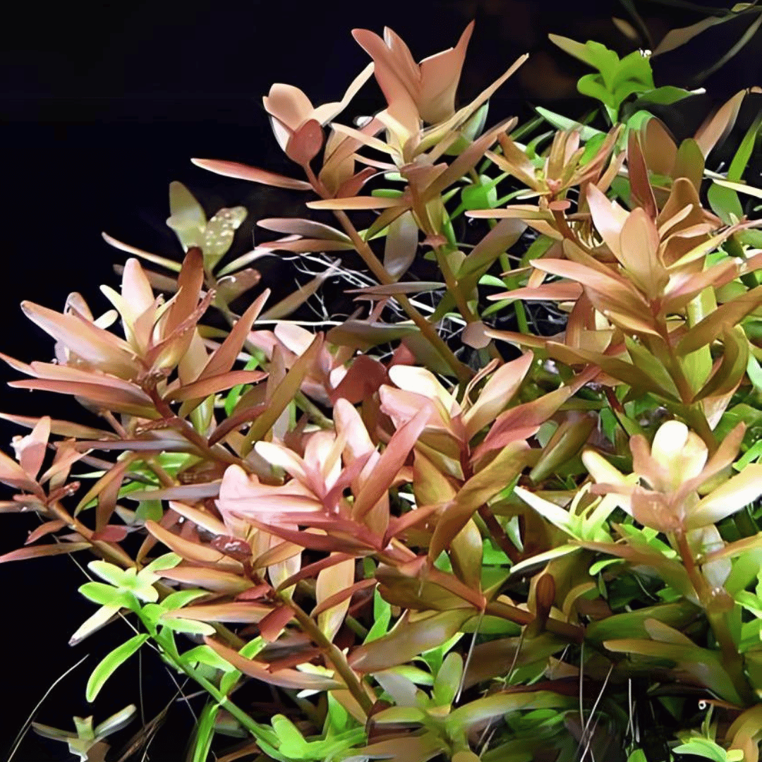 ADA IC024 Rotala Rotundifolia | TC Live Plant