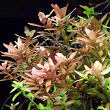 ADA IC024 Rotala Rotundifolia | TC Live Plant