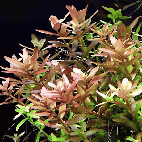 ADA IC024 Rotala Rotundifolia | TC Live Plant