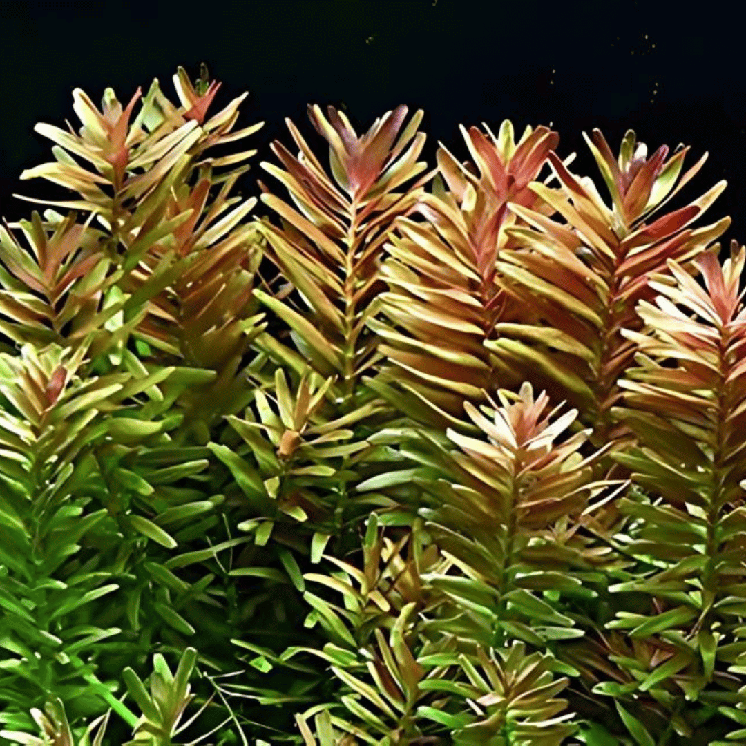 ADA IC024 Rotala Rotundifolia | TC Live Plant