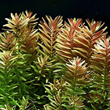 ADA IC024 Rotala Rotundifolia | TC Live Plant