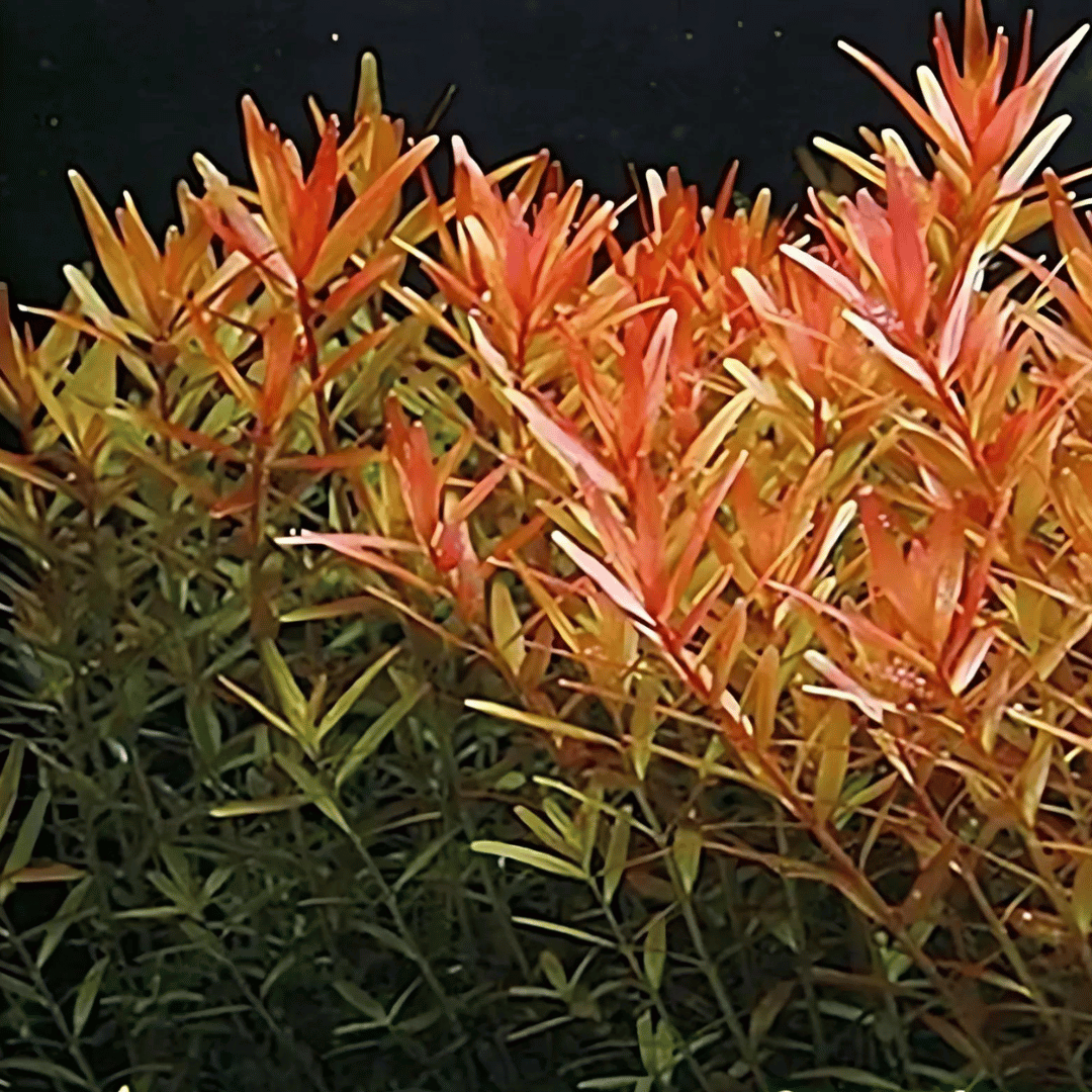 ADA IC024 Rotala Rotundifolia | TC Live Plant