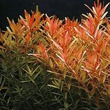 ADA IC024 Rotala Rotundifolia | TC Live Plant