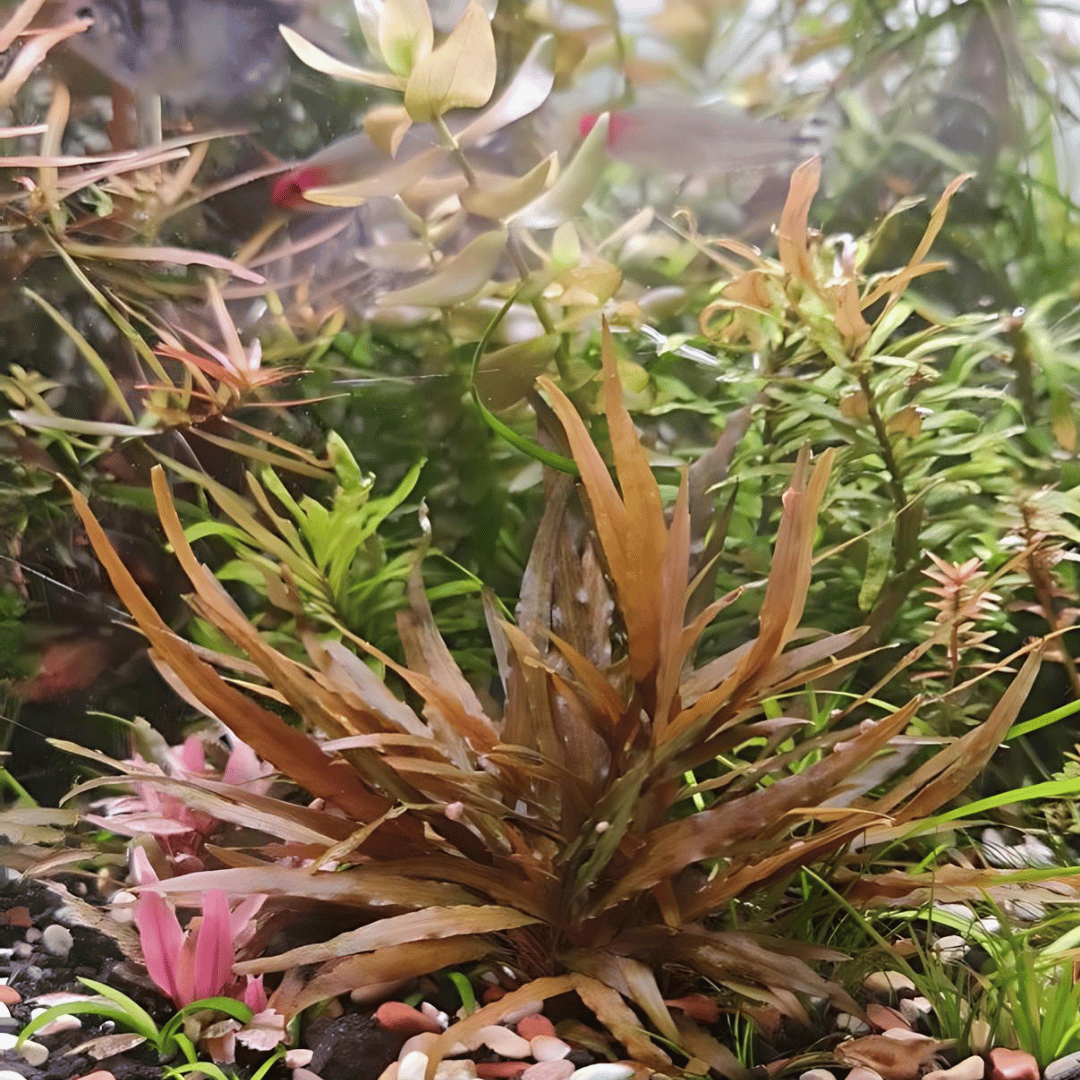 AZ‼️ cryptocoryne \"Diamond Line\"クリプトコリネ AZ‼️ cryptocoryne Diamond Line クリプトコリネ