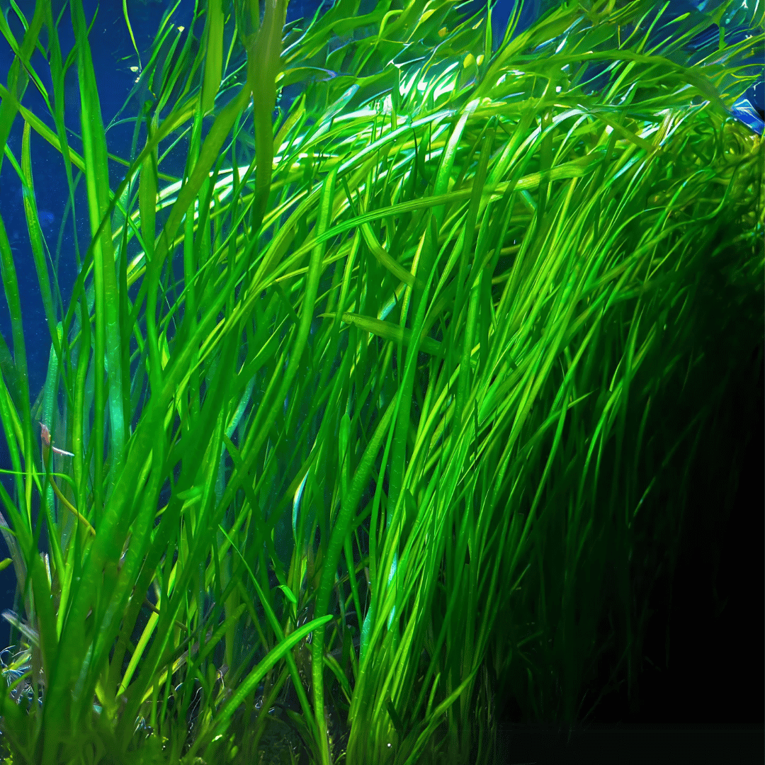 ADA IC199 Cryptocoryne Sivadasanii | TC Live Plant