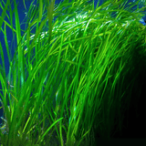 ADA IC199 Cryptocoryne Sivadasanii | TC Live Plant