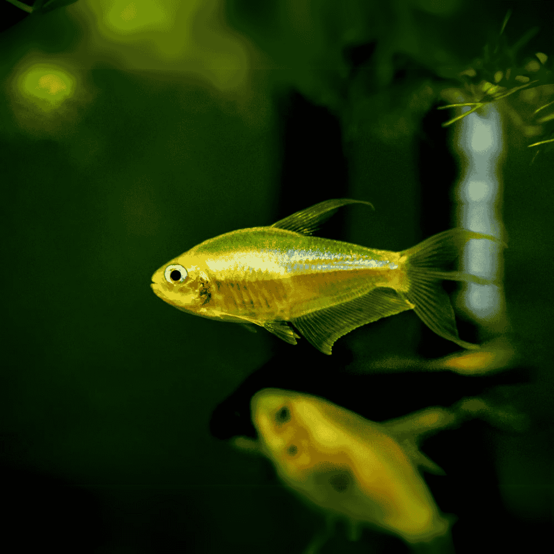 Albino Emperor Tetra