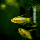 Albino Emperor Tetra