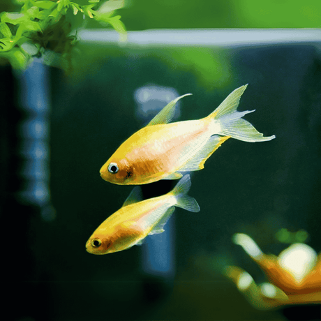 Albino Emperor Tetra