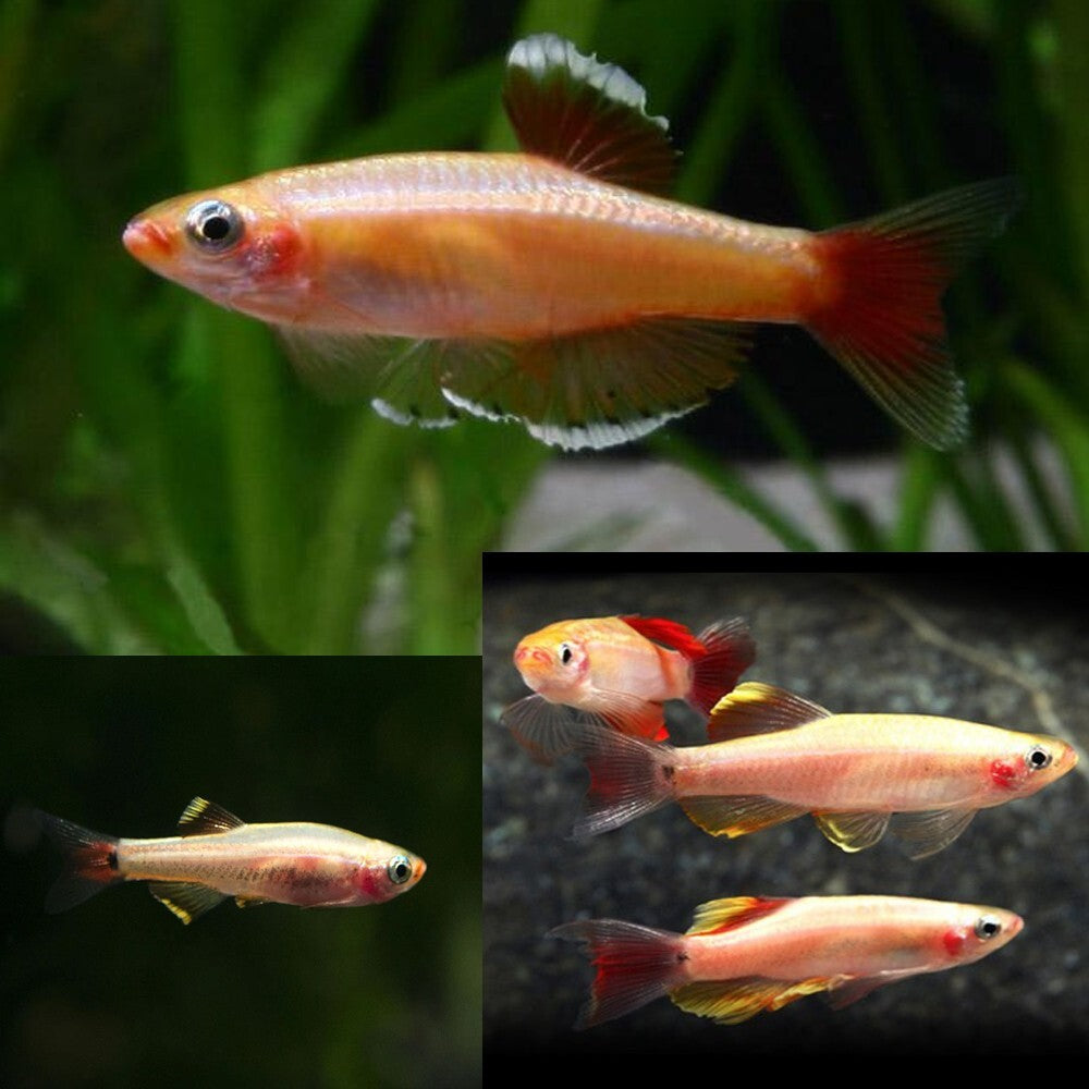 Albino White Cloud Mountain Minnow – Peaceful Freshwater Fish for ...