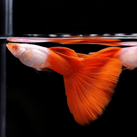 Live Fish Guppy Assorted (Pair) = Full Black┃Blue Green Mosco┃Albino Red Silverado