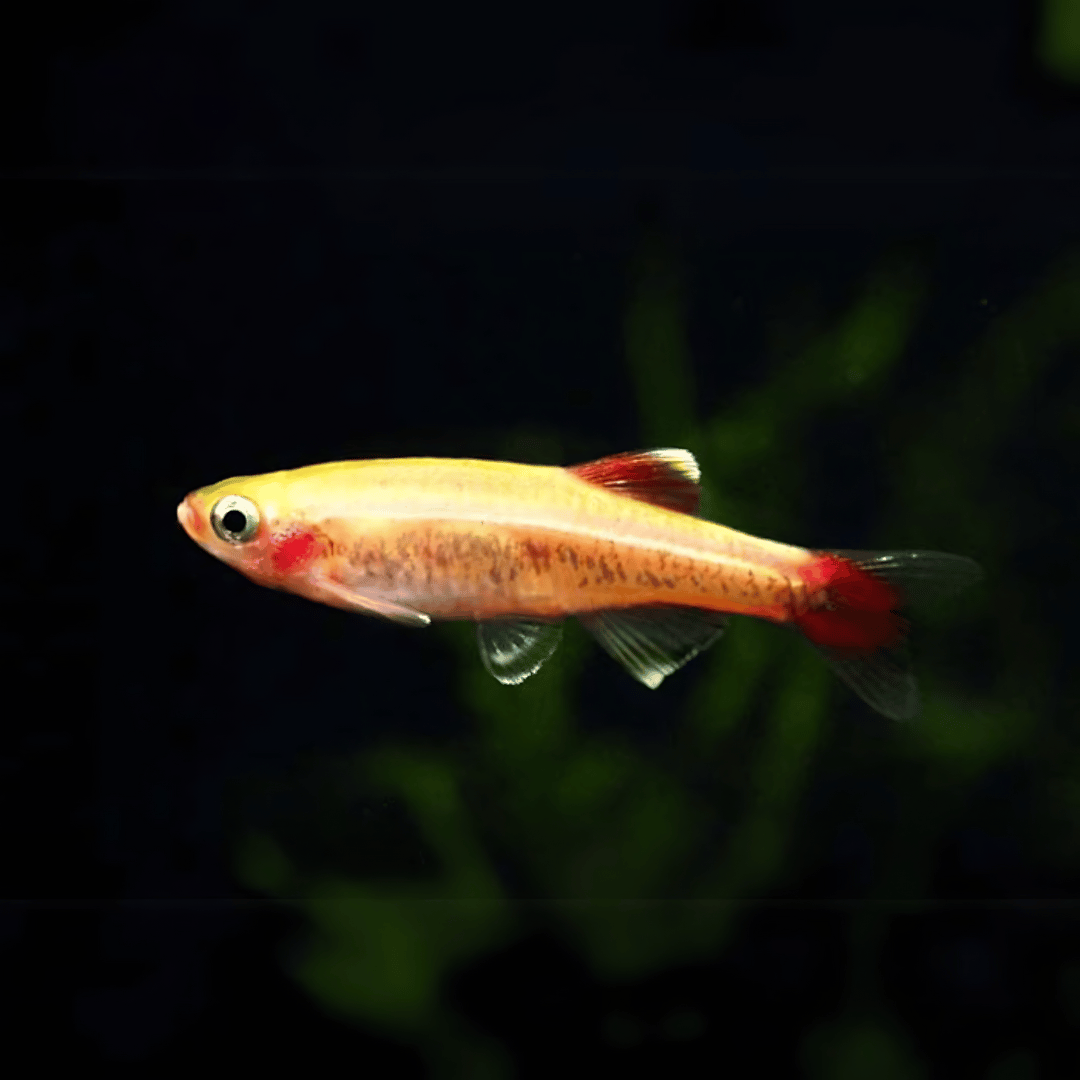 ಅಲ್ಬಿನೋ ಮೌಂಟೇನ್ ಮಿನ್ನೋಸ್ ಟೆಟ್ರಾ | ನೆಟ್ಟ ತೊಟ್ಟಿಯ ಮೀನು | ಏಕ