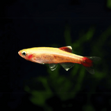 Albino Mountain Minnows Tetra | Planted Tank Fish | Single