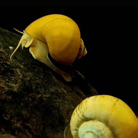 Live Fish Algae Eater Apple Snail Small