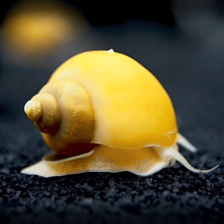 Live Fish Algae Eater Apple Snail Small