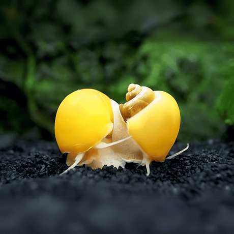 Algae Eater Apple Snail Small