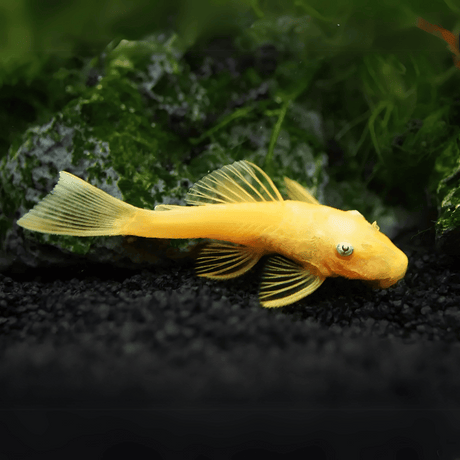 Algae Eater Bristle Nose Short Tail Golden Pleco (2-3 cm)