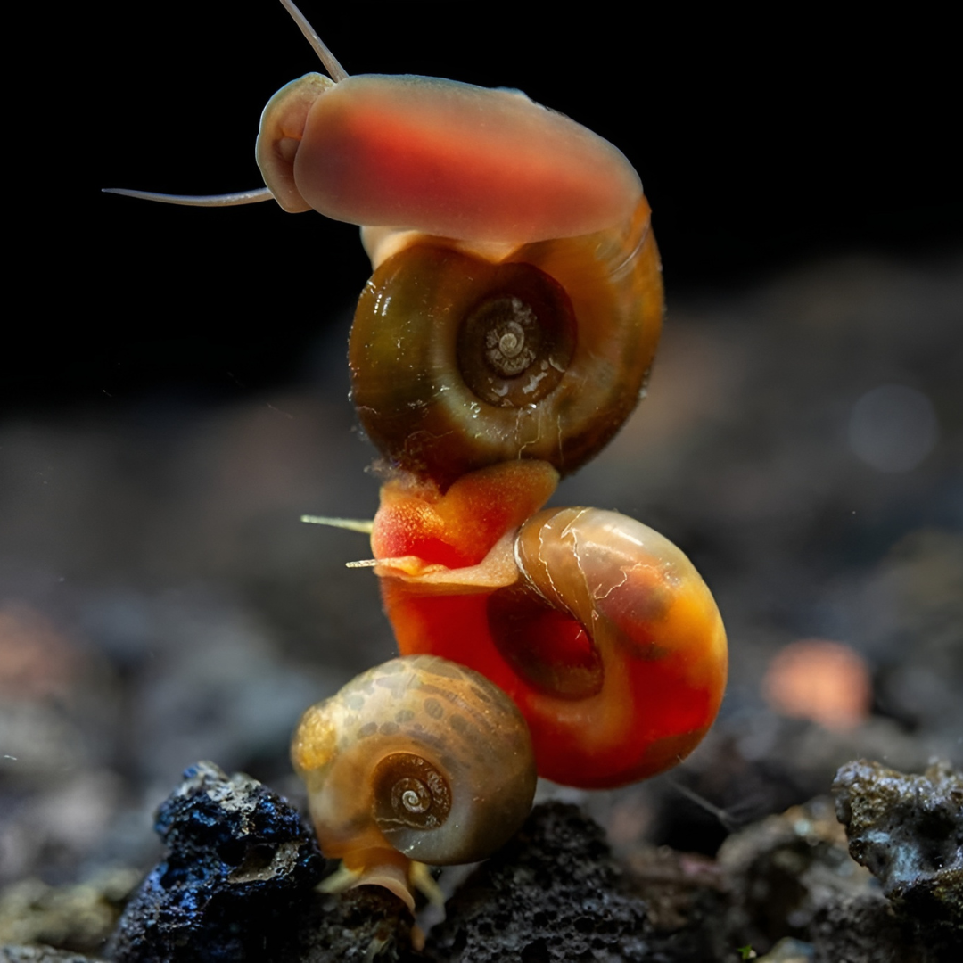Algae Eater Ramshorn Button Snail | single