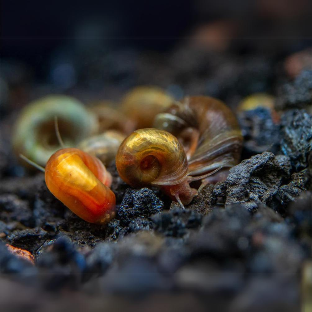 Algae Eater Ramshorn Button Snail | single