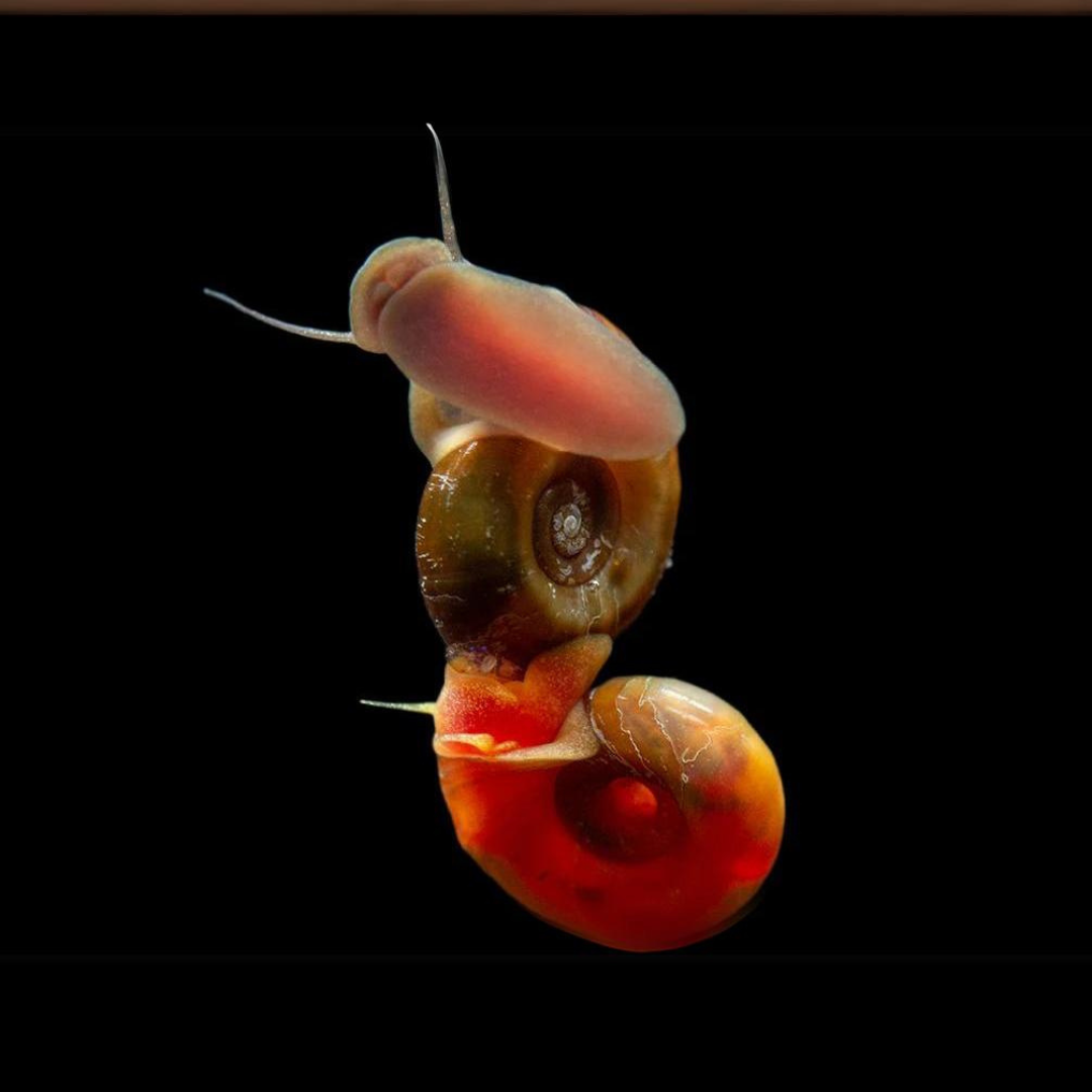 Common Button Snail Ramshorn Button Snail Care | Algae Eater for Freshwater Aquariums ...