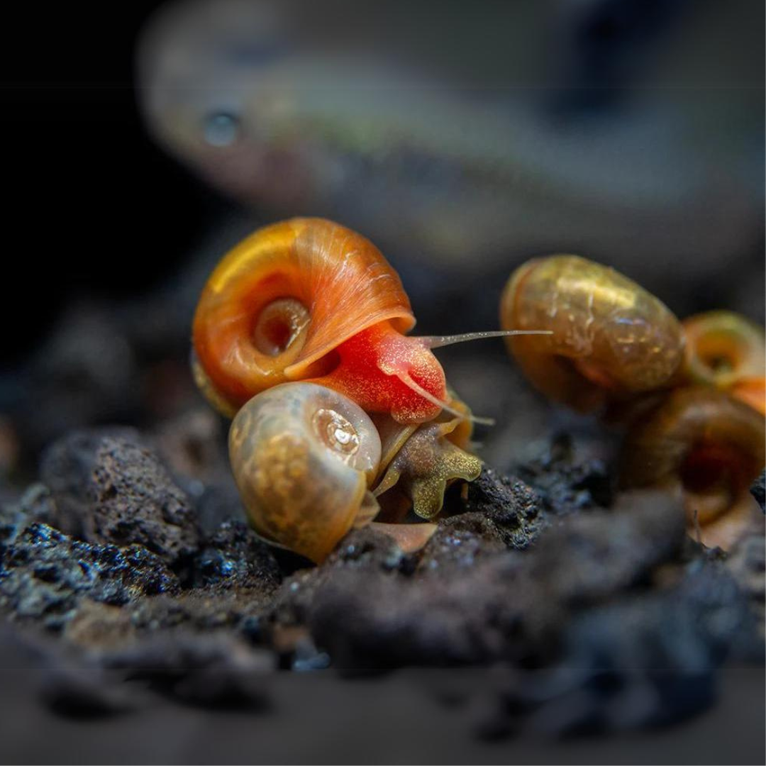 Algae Eater Ramshorn Button Snail | single