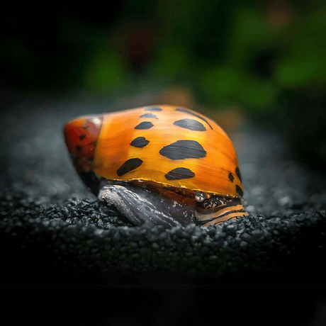 Live Fish Algae Eater Spotted Tiger Nerite Snail