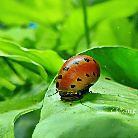 Live Fish Algae Eater Spotted Tiger Nerite Snail