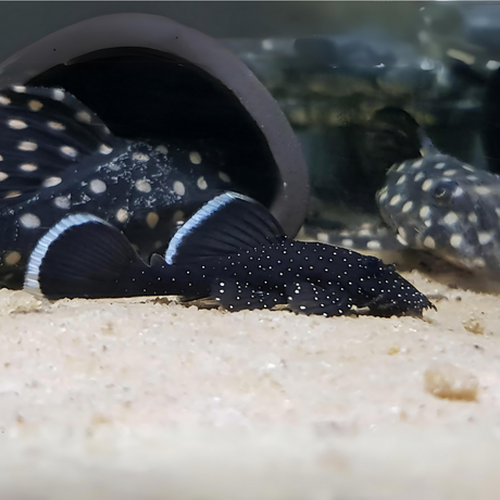 Live Fish Algae Eater Star light Pleco (3-4 cms) | Single