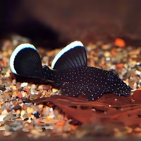 Live Fish Algae Eater Star light Pleco (3-4 cms) | Single