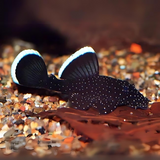 Algae Eater Star light Pleco (3-4 Inches) | Single