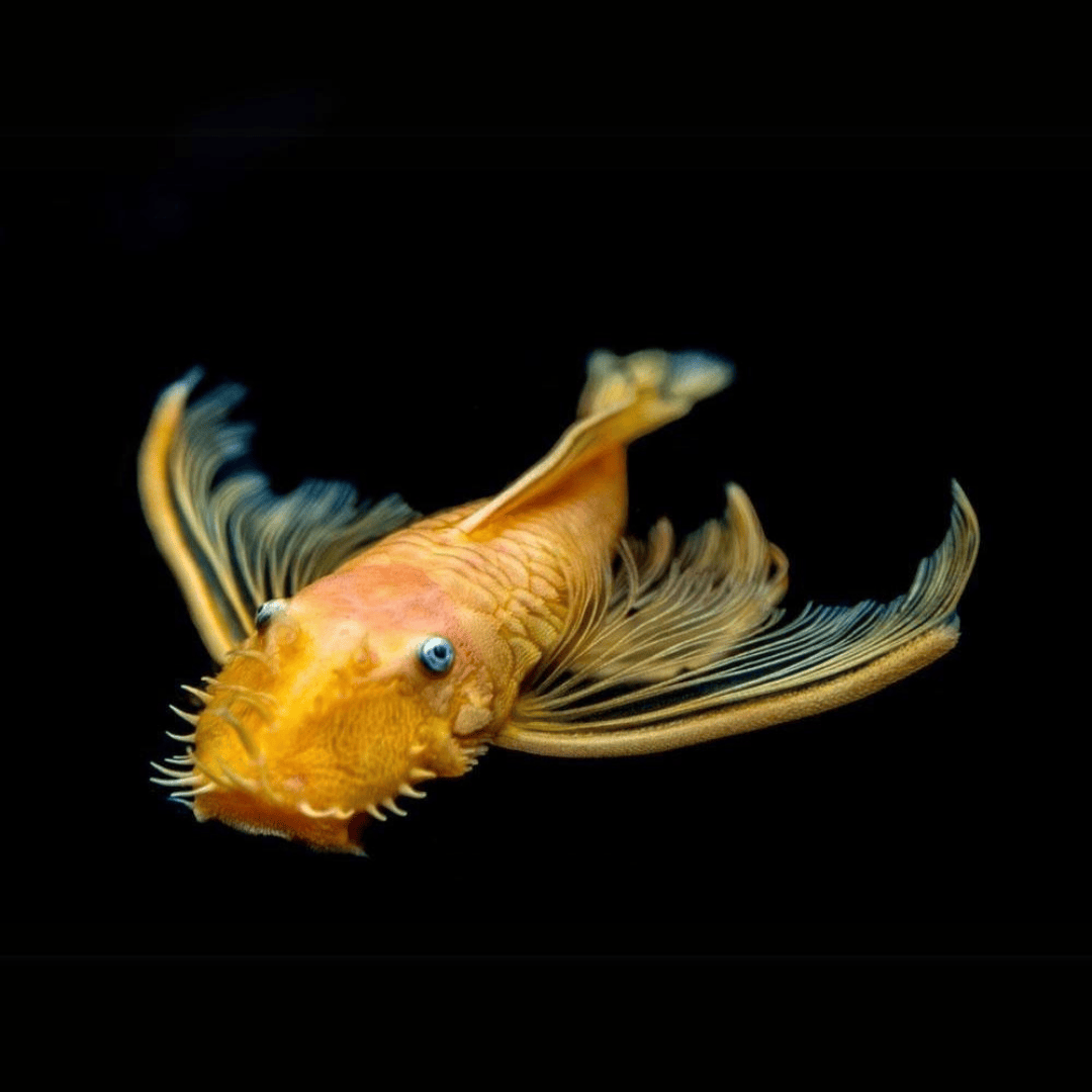 Algae Eater Bristle Nose Short Tail Golden Pleco | Offer  (2-3 cm)