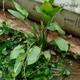 Green plant growing against a concrete wall with 'Cloning' branding.