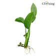 Green plant with roots on a white background, featuring the 'Cloning' logo.
