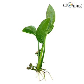 Green plant with roots on a white background, featuring the 'Cloning' logo.