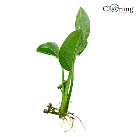 Green plant with roots on a white background, featuring the 'Cloning' logo.