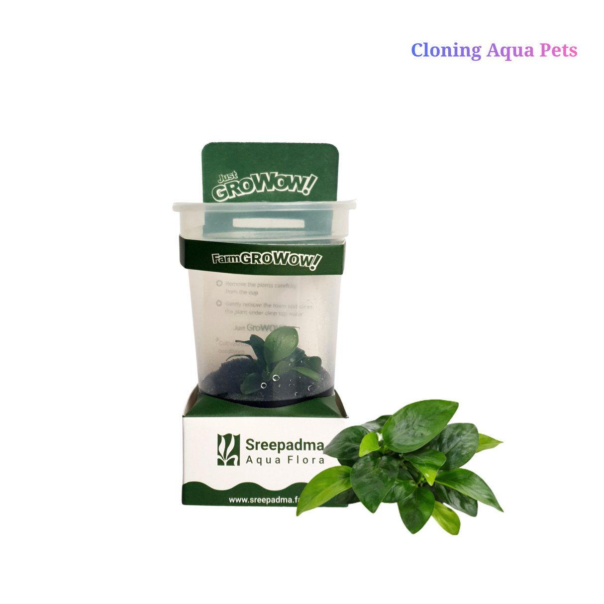 GroWoW! B5C Anubias Nana